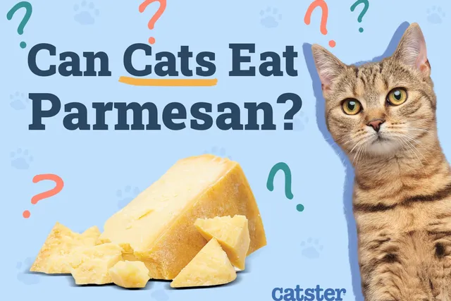 Can Cats Eat Parmesan? Vet-Approved Nutritional Facts & FAQ