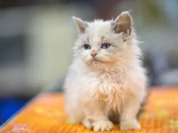 How to Determine a Kitten’s Age: Vet Approved Life Stages & Development Characteristics