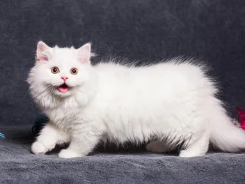 Long-Haired Munchkin: Info, Pictures, Facts & History