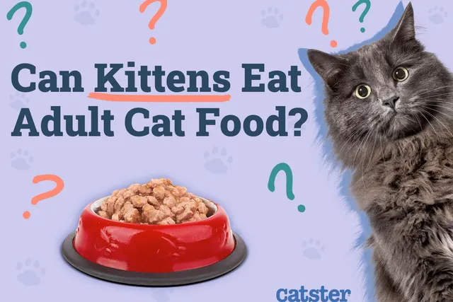 Can Kittens Eat Adult Cat Food? Vet-Approved Timeline & Transition