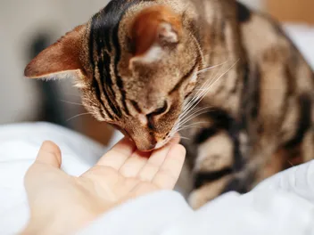 How to Introduce Yourself to a Cat: 7 Vet-Approved Tips
