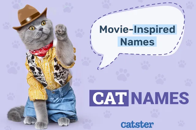 100+ Movie-Inspired Cat Names - Disney, Famous, & Colored Cat Names