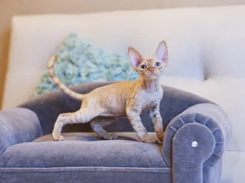 How to Pick Furniture That Cats Won’t Scratch: The Best Materials & Fabrics to Choose