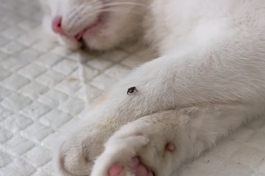 tick on a white cat's paw