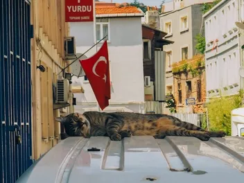 Kedi Film: Istanbul’s Charismatic Street Cats in Focus