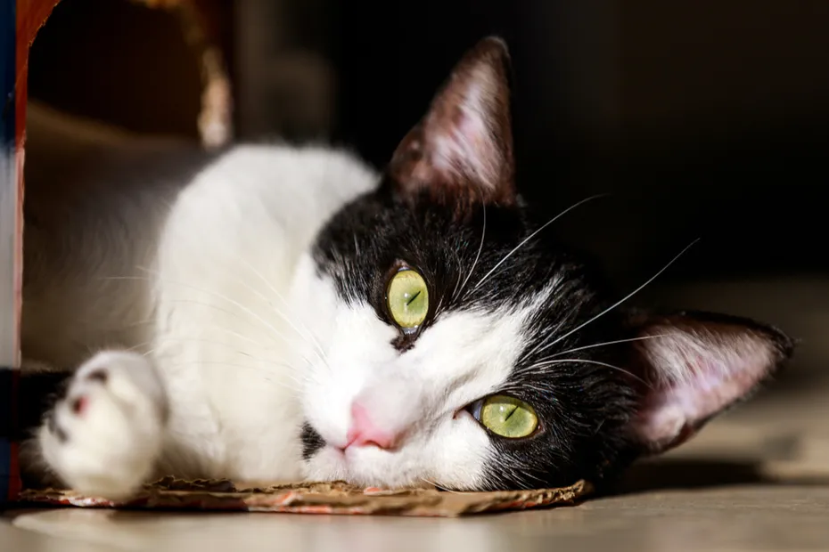 Arabian Mau