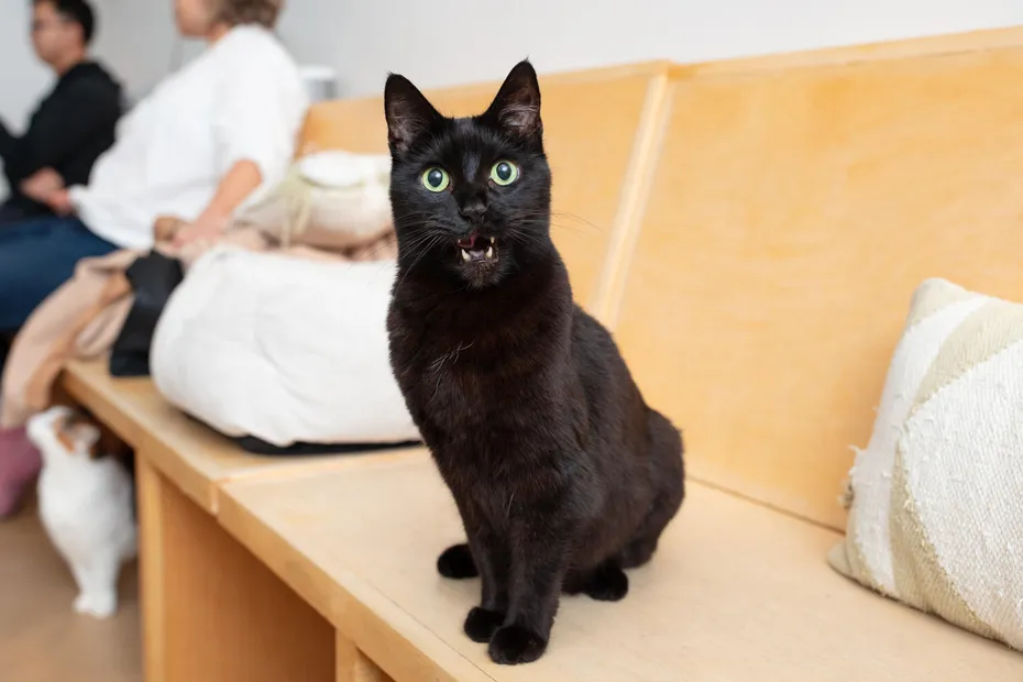 KitTea Cat Café_ Inside the Cozy Cat Rescue Changing Lives in San Francisco 6