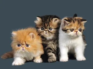 Persian Kittens For Sale in Pennsylvania: Breeders List 2026