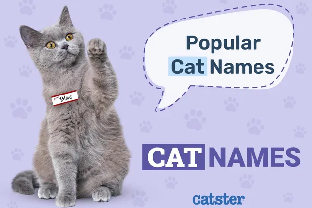100+ Popular Cat Names in 2026: Top Choices For Your Furry Feline