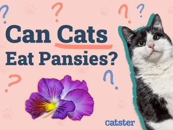 Can Cats Eat Pansies? Vet-Reviewed Facts & FAQ