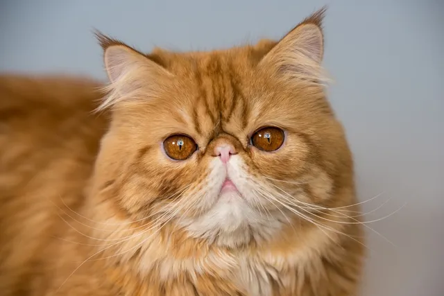 Flat-Face Cats: Our Vet Discusses Brachycephalic Breeds & Health Risks
