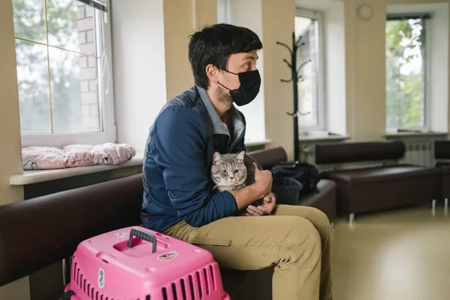 Does Hilton Allow Cats? 2026 Pet Policies & Travel Guide