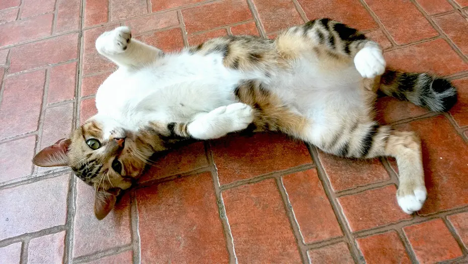 cat lying on the floor