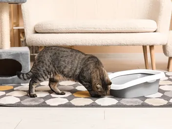 Can Cats Detect Mold? Facts & Health Risks Explained (Vet-Reviewed)
