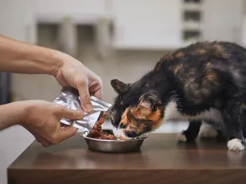 Best Way to Feed a Cat: Times, Amounts & Frequencies Explained