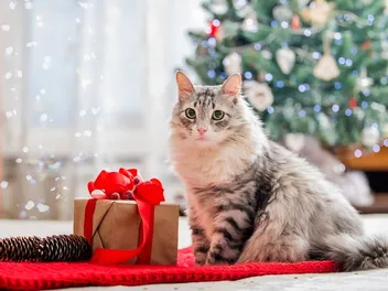 10 Christmas Cat Stocking Stuffers to Make Your Kitty Happy
