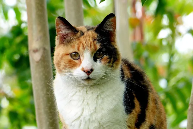 6 Different Types of Calico Cats (With Pictures)