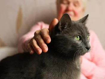 13 Best Cat Breeds for Seniors & Elderly (With Info & Pictures)