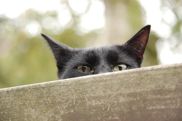 8 Natural & Safe DIY Home Remedies to Keep Cats Away (Vet-Approved)
