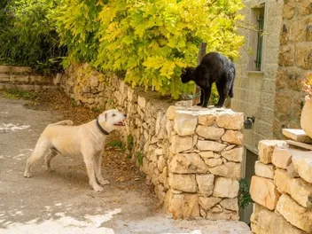 Do Cats and Dogs Hate Each Other? Vet-Approved Explanation