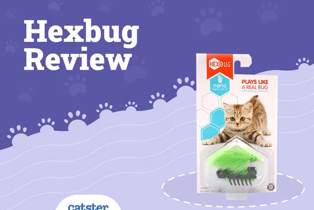 Hexbug Cat Toy Review 2026: Pros, Cons & FAQ