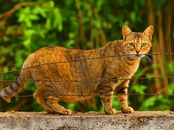 Can You Spay a Pregnant Cat? Vet-Reviewed Risks & Recommendations