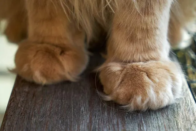 What Are Cat Paws Made Of? 5 Vet-Reviewed Facts & FAQ