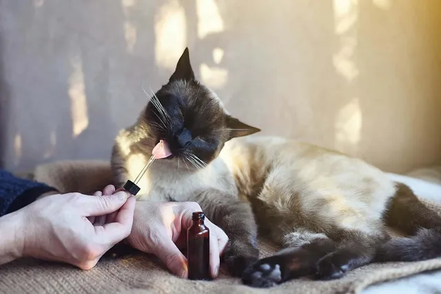 Can CBD Help a Cat With Anxiety? Exploring Alternatives (Vet-Reviewed)