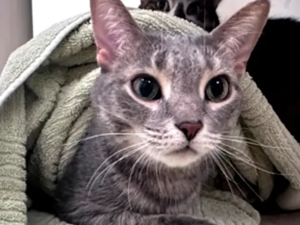 Swiftie still needs a home