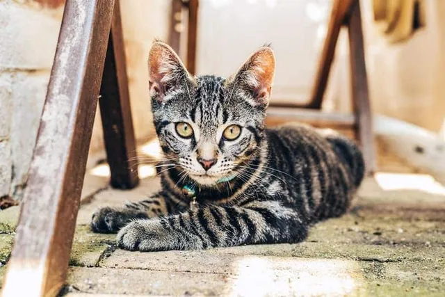 Why Does My Cat Stare at Me? 7 Vet-Reviewed Reasons for This Behavior