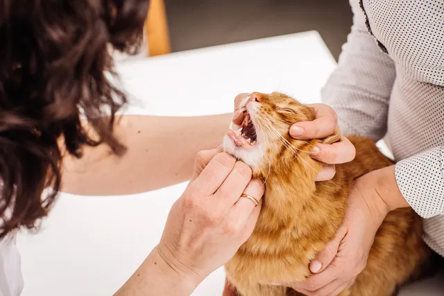That Crusty Red Spot on Your Cat's Lip Isn’t What You Think