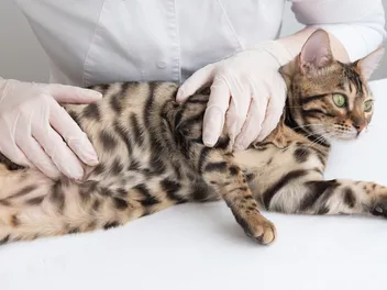 Spay/Neuter Complications in Cats: What Vets Want You to Know