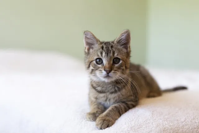 10 Pet-Friendly Hotels in Amarillo Texas (2026 Update)