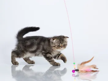 Foldex Cat (Exotic Fold) Breed Info: Pictures, Temperament & Traits