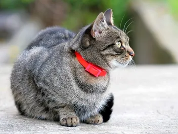 Do Calming Collars Work for Cats? Benefits, Side Effects & FAQ