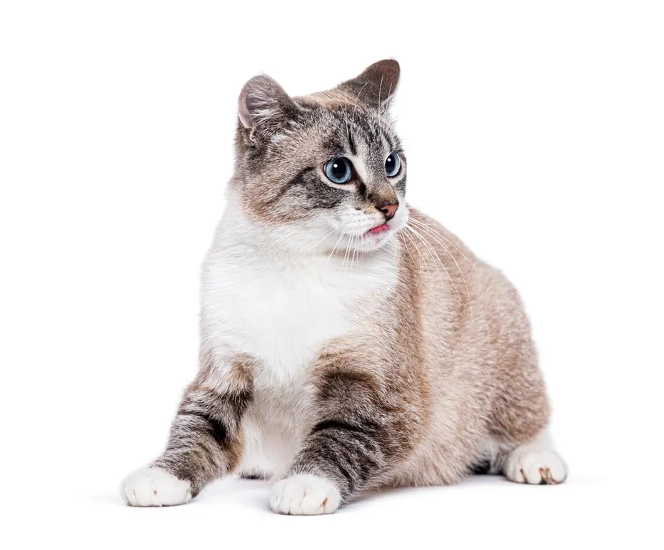 Blue eyed Kitten european shorthair cat looking away