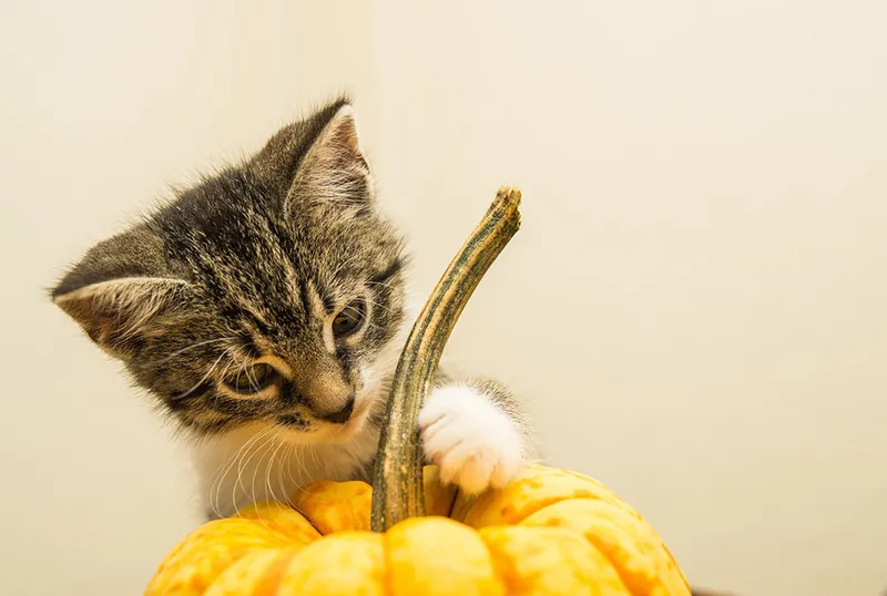 cat and squash