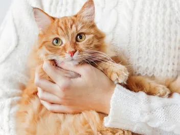 Cuddly Kitten Day 2026: What & When It Is
