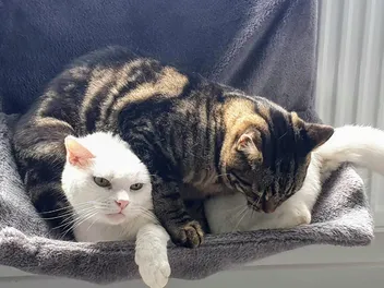 How Can I Make My Cat Like Me? Lessons From Zelda & Clutch