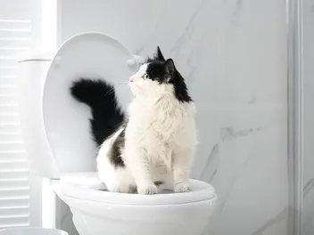 Why Is My Cat Obsessed With the Toilet? 6 Possible Reasons