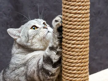 What's the Best Material for a Cat Scratching Post? Vet-Approved Tips & Tricks