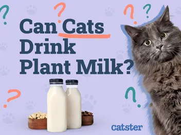 Can Cats Drink Plant Milk? Vet-Reviewed Facts & FAQ