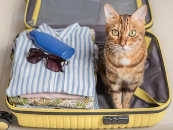 Should You Take Your Cat On Vacation Or Leave Them At Home? Tips & FAQ