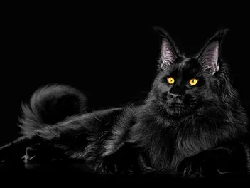 Black Maine Coon Cat Breed: Info, Pictures, Traits & More