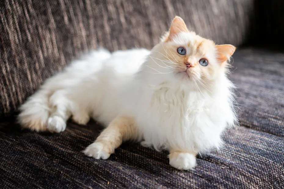 Red lynx point Ragdoll cat lying down