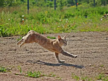 Do Cats Always Land on Their Feet? Vet-Approved Science & Info
