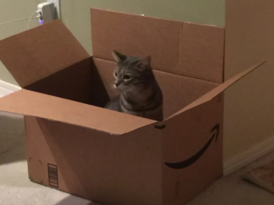 Frankie_in_box