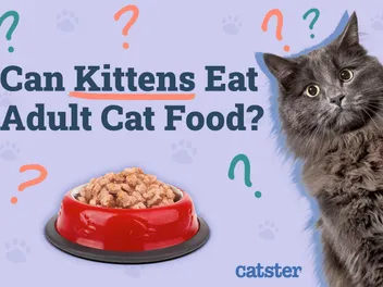 Can Kittens Eat Adult Cat Food? Vet-Approved Timeline & Transition