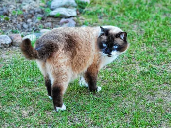 How Much Do Snowshoe Cats Shed? Our Vet Answers & Provides Tips