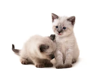 Siamese Kittens For Sale in New York: Breeders List 2026